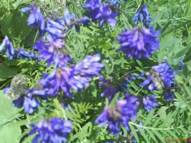 DSC00184.JPG, 277 KB